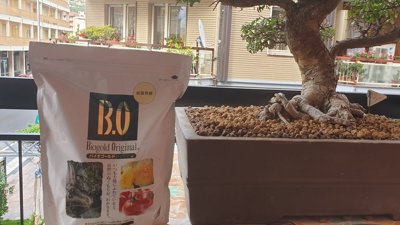 Il miglior concime organico per bonsai?