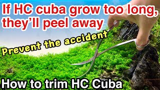 Meadow layout! How to trim HC Cuba  ADA Nature Aquarium,carpeting plants,Hemianthus callitrichoides