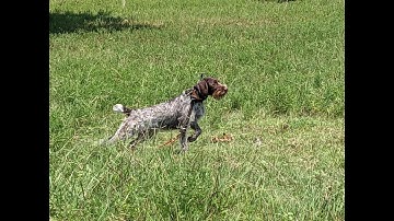 How To:  Hand Stripping A German Wirehaired Pointer