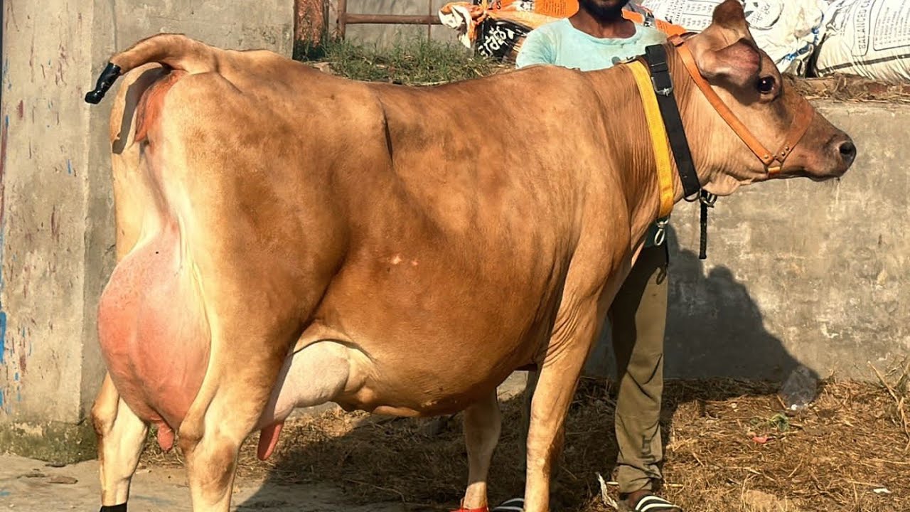 7 Top Quality 🎖 Hiffers 🐄 Only On 🥳 ₹3,75,000😱😱 