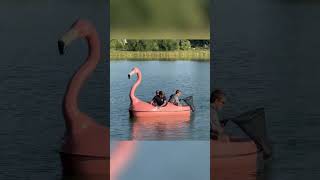 Video of the Day: Firefighters on giant flamingo save turtle