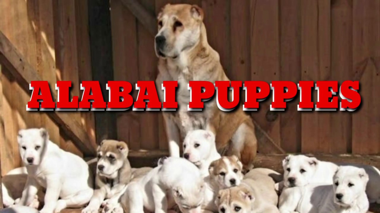 Aziat RARE: ALABAI Pups (CENTRAL ASIAN SHEPHERD) Livestock Guardian. Ovcharka ...