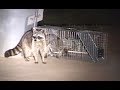 How to Catch a Raccoon in a Live Cage Trap