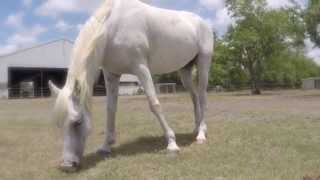 Hearts for Hooves Temperance