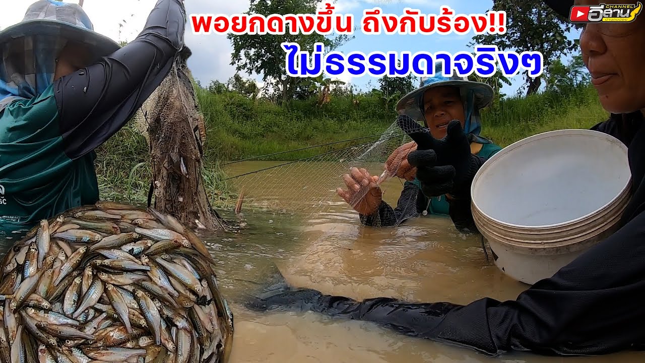 พอยกดางขึ้น ถึงกับร้อง!! ไม่ธรรมดาจริงๆ สามสาวหากางดางดักปลาซิว