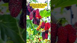 Fakta Murbei Makanan Ular⁉️ Ini Penjelasan Sebenarnya‼️🐍🍇