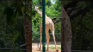 Download Lagu girap MP3