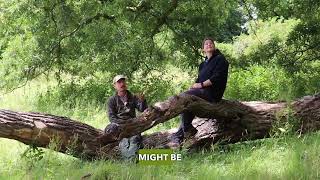 Taking Care Of Veteran Trees Find A Specialist