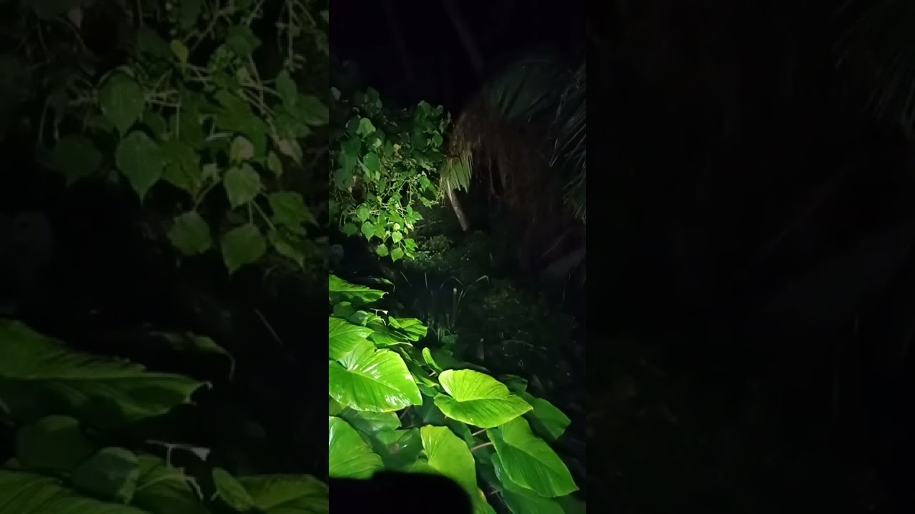 MUNCUL SOSOK CEWEK DEKET KUBURAN CINA