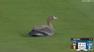 Animals At The Ballpark Great Animal Moments But They Get Incredibly More Awesome