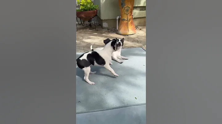 Video of adoptable pet named Leo