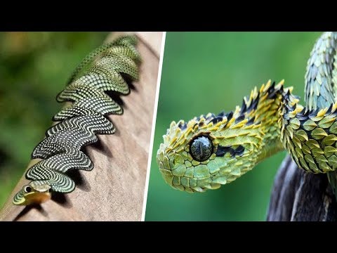 Video: Bellezza affascinante: serpente corallo