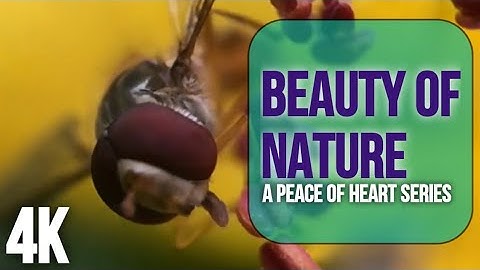 The Beauty Of Nature ❤ || Short Video || Close Up Video Of Hoverfly