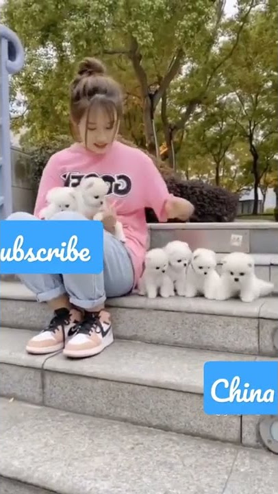 Chinese cute girl with cats 🐈😺#tiktok #foryou #trending #youtubeshorts #cat #catlover #catvideos