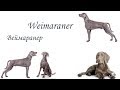 Weimaraner. Breed Characteristics / Веймаранер. Характеристики породы