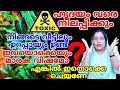 ഒമാനിച്ചു വളർത്തുന്ന കൊലയാളികൾ, തിരിച്ചറിഞ്ഞില്ലെങ്കിൽ മരണം വരെ സംഭവിക്കും #poisonousplants #danger