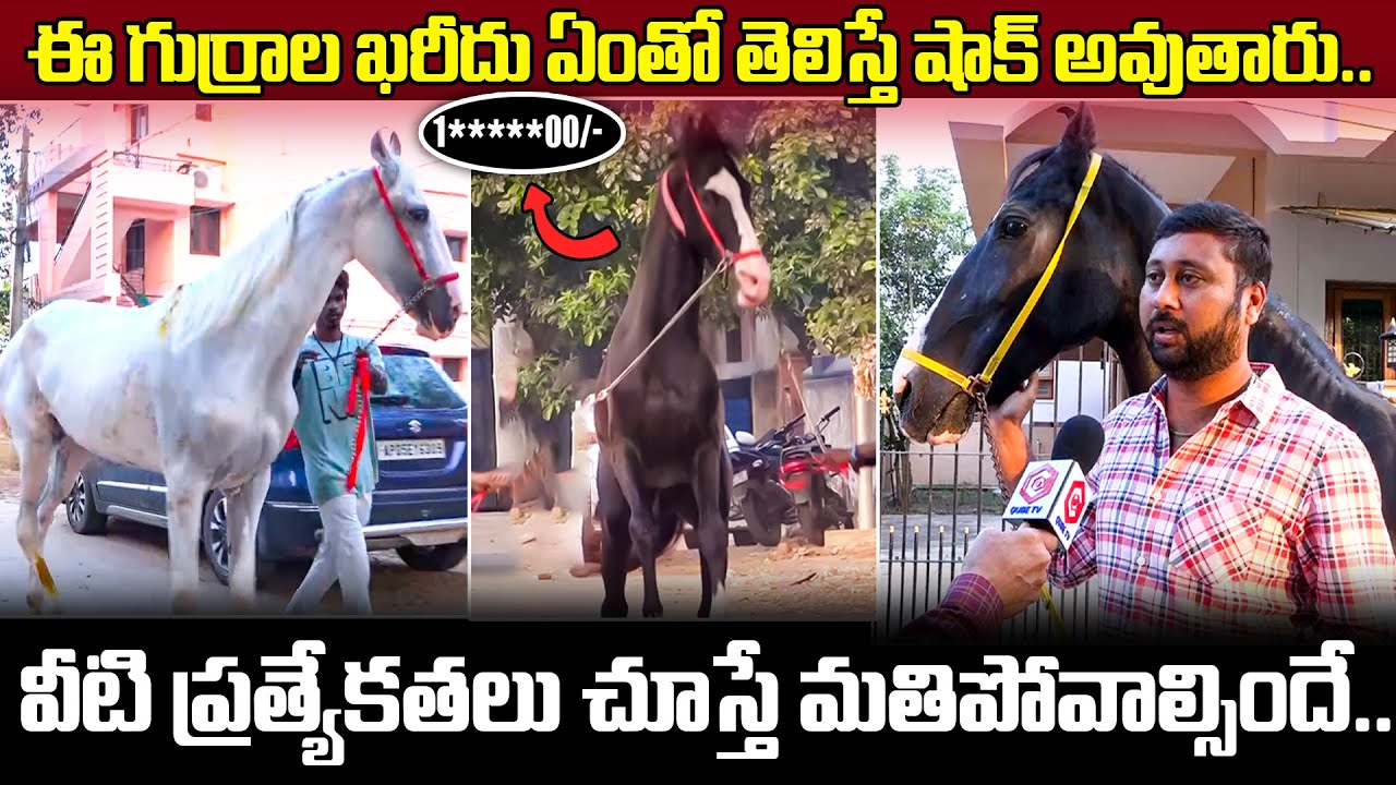 Horse Owner Anil Reddy Exclusive Interview | Horse Breeds | Horse Rates | QubeTV Telugu
