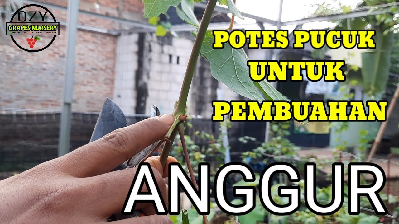 POTES PUCUK UNTUK MEMBUAHKAN ANGGUR