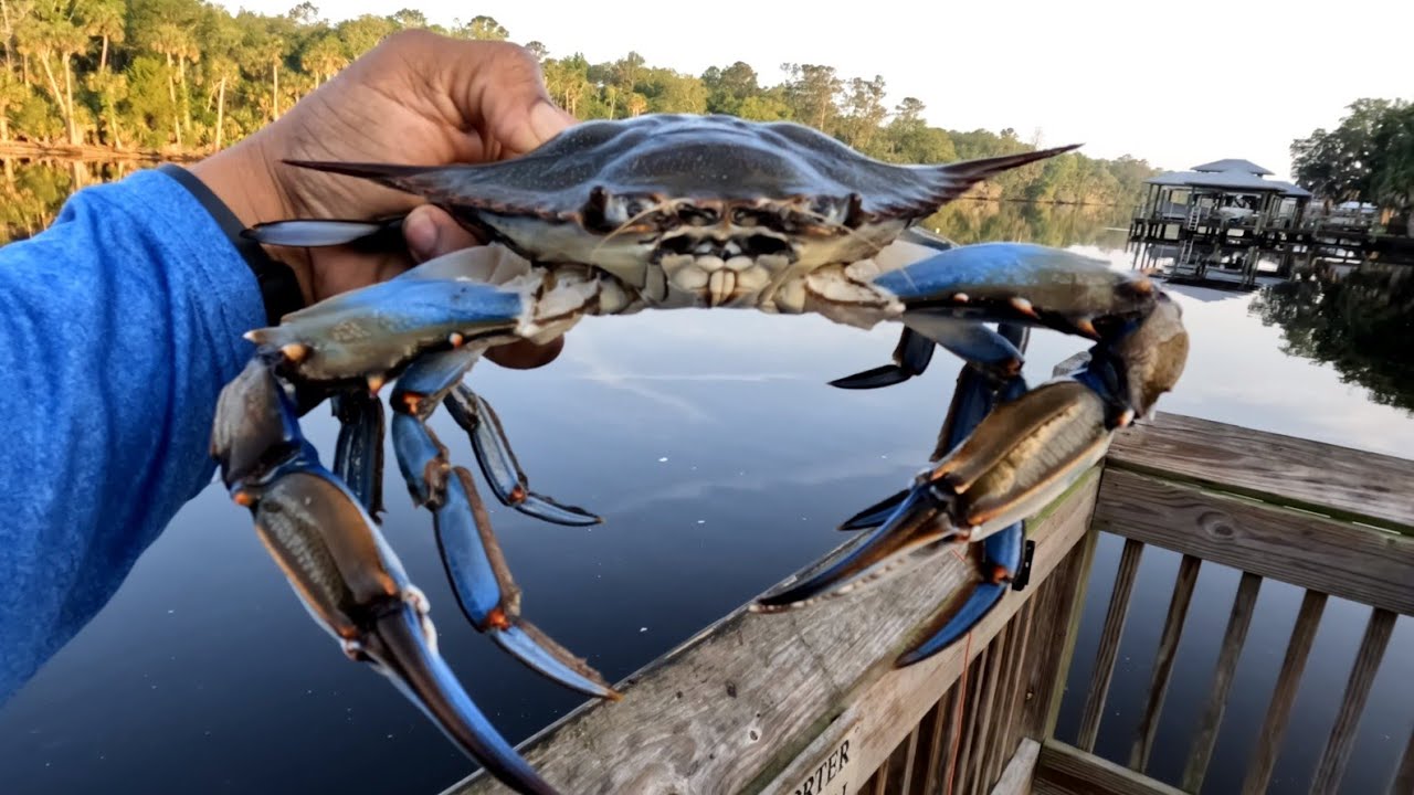 Awsome Day Crabbing!!! Jacksonville Beach Fishing Pier!!! Caught A Fish