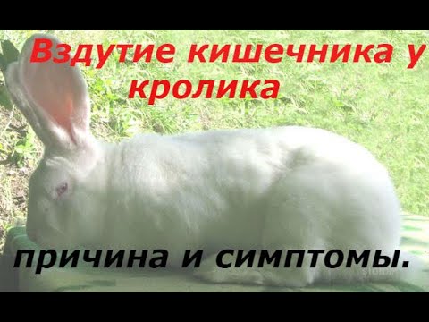 Вздутие кишечника у кроликов,причина и симптомы.#вздутие_у_кроликов.