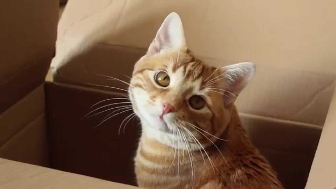 Katze Im Karton Peachesdenkt Youtube