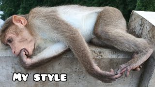 The Style Lying On The Handrail Of The Bridge. Monkey. Macaca. Macaque. Bandar. Kurangan. Monyet.