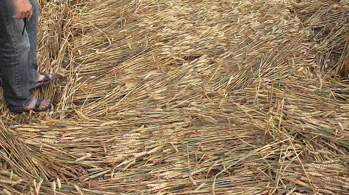 Crop circle formation at Chute Causeway August 201...