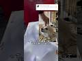 実家の犬の話#人形作家 #人形