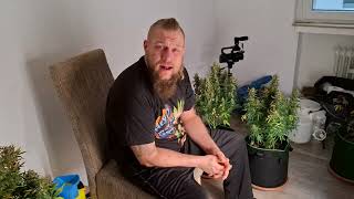 #indoor #automatic #dünger #calmag #Autoflower #Fertig? #Bahama Mama #Panty Punch # Auto Bomb