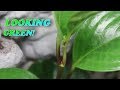 DIY VIVARIUM REMODEL (Part 2)