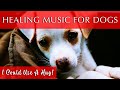 Healing Music for Dogs and Humans | 528Hz Frequency