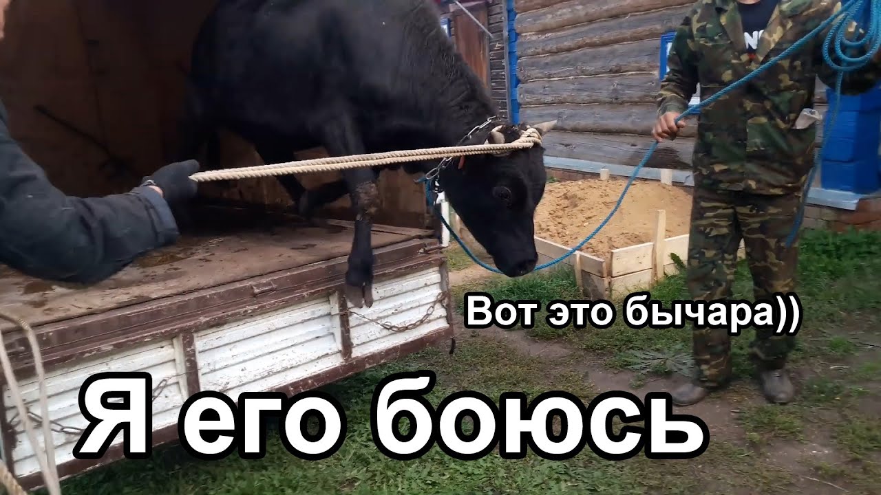 Убейте быка мульчером фар Убейте быка мульчером фар