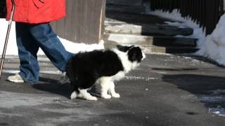 Rumple (Parker X Vallen) - Bellaclan Border Collies