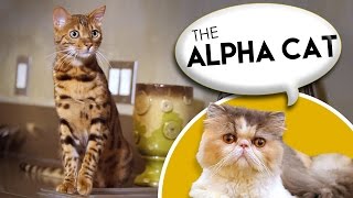 How to Name Your Alpha Cat by Purina Friskies 149,574 views 8 years ago 2 minutes, 1 second