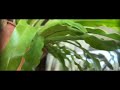 「長葉星蕨」分享許雅智的手機隨身拍視頻