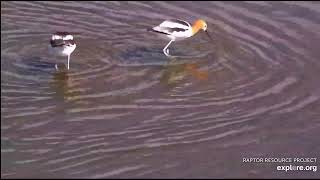 Mississippi River Flyway 5-3-24, American Avocets