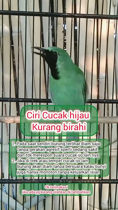 ciri-ciri cucak hijau kurang birahi. #cucakhijaubetinangentrok #cucakhijaumania #burung #kicaumania