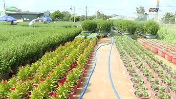 Thấp thỏm hoa Tết ở làng hoa Kim Dinh, TP.Bà Rịa | BRTgo