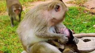 HELPLESS BABY MONKEYS LIVING A HELL ON EARTH