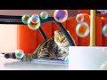 Do Kittens Like Bubbles?