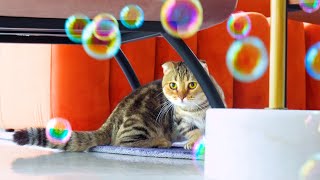 Do Kittens Like Bubbles?