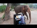 Chaichana the Bull Elephant Moves to Beethoven’s Piano Music