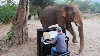 Chaichana the Bull Elephant Moves to Beethoven’s Piano Music