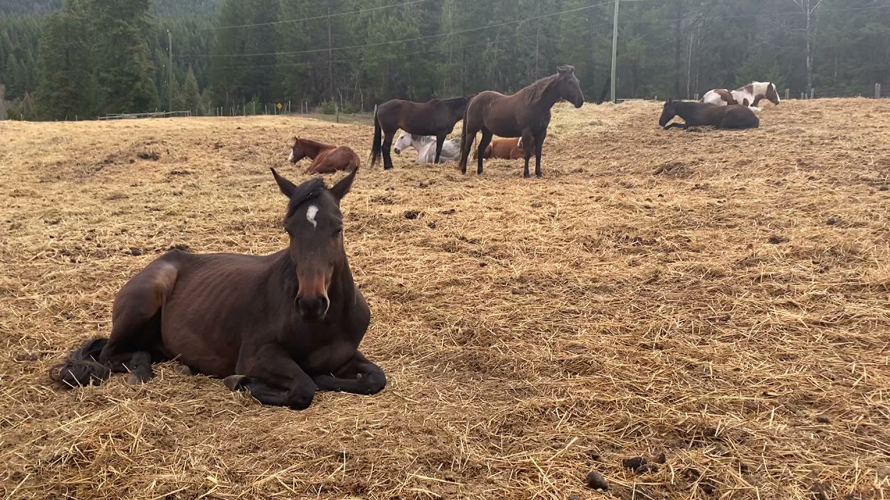 Horse Wisdom: Leading with Trust