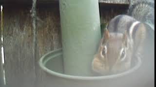 Chipmunk Feeder