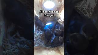The Tree Swallows look about ready to go!