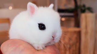 The Cutest Pets In The World Part 2