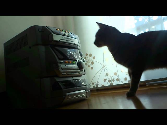 Joaninha vs Panasonic