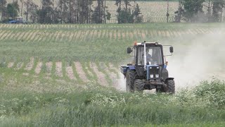 2 Трактора МТЗ-1221 тропик и  МТЗ 82 Беларус. разбрасывают минеральные удобрения. На кукурузном поле