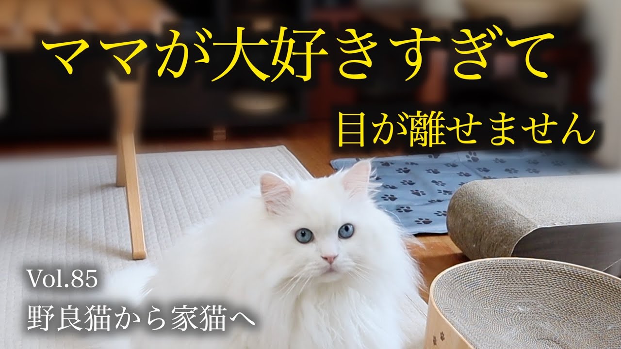 ママの家事をストーカーのように見守るふわもこの白猫 - YouTube